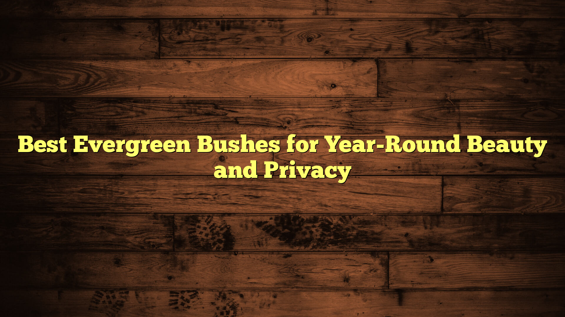 Best Evergreen Bushes for Year-Round Beauty and Privacy